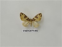 藏品(尺蛾607)的圖片